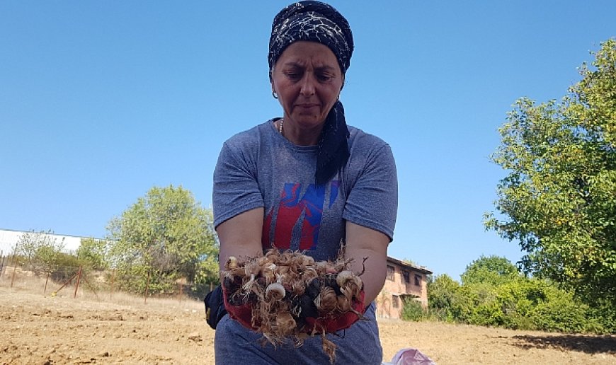 "Dünyanın en pahalı baharatı" toprakla buluşturuldu