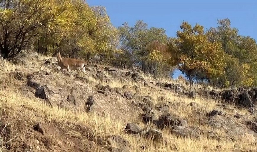 Elazığ'da dağ keçileri görüldü