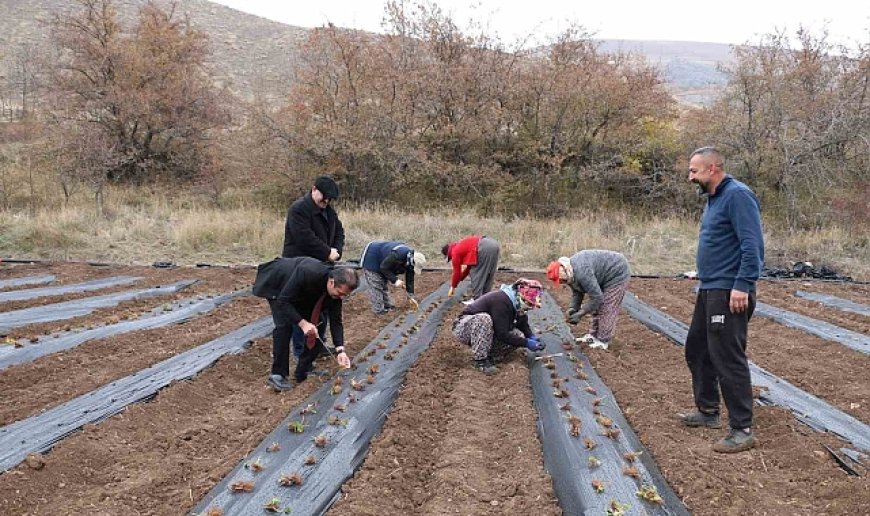 Çilek yetiştiriciliği projesiyle 20 dönüm alana 100 bin fide dikildi