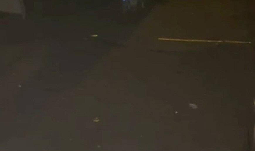 Tilkiler mahalleyi mesken tuttu