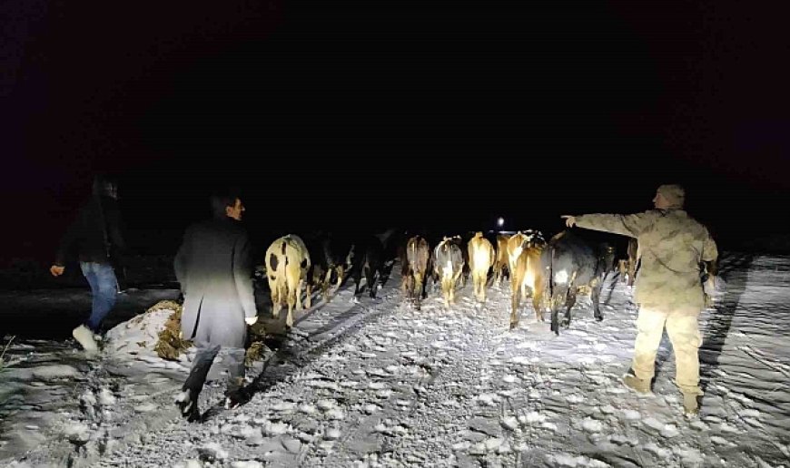 Gümüşhane'de kaybolan 24 büyükbaş hayvanı jandarma buldu