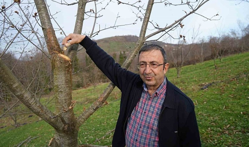 Yıllardır süren araştırma: 500 bitkiden sadece 35'i sağlam kaldı