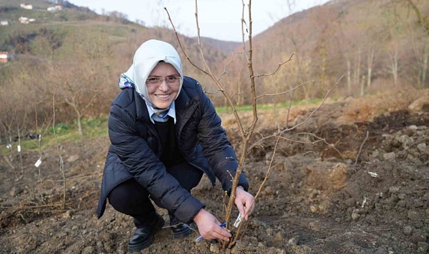 Fındık üreticisinin en büyük derdi tarih oluyor