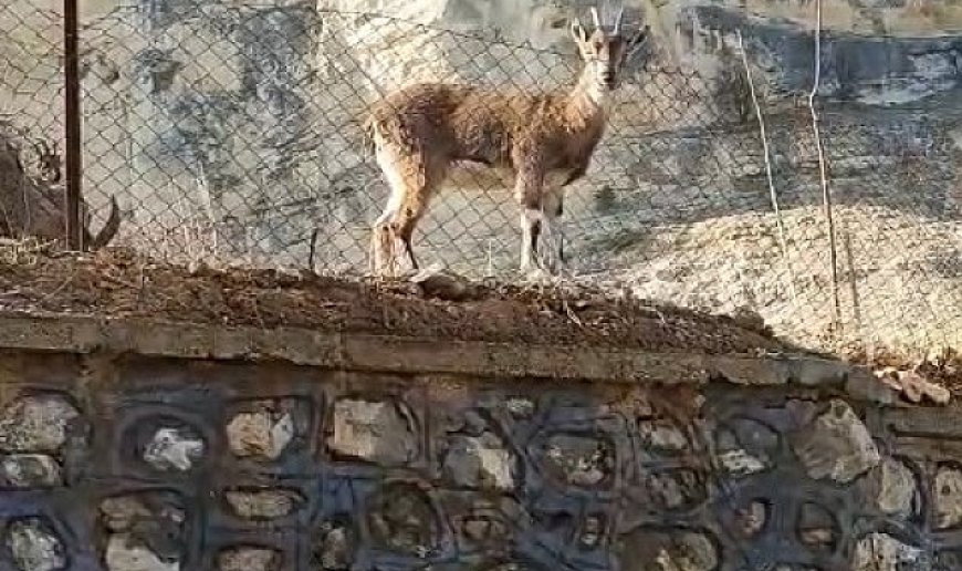 Vatandaşın dağ keçileriyle diyaloğu gülümsetti