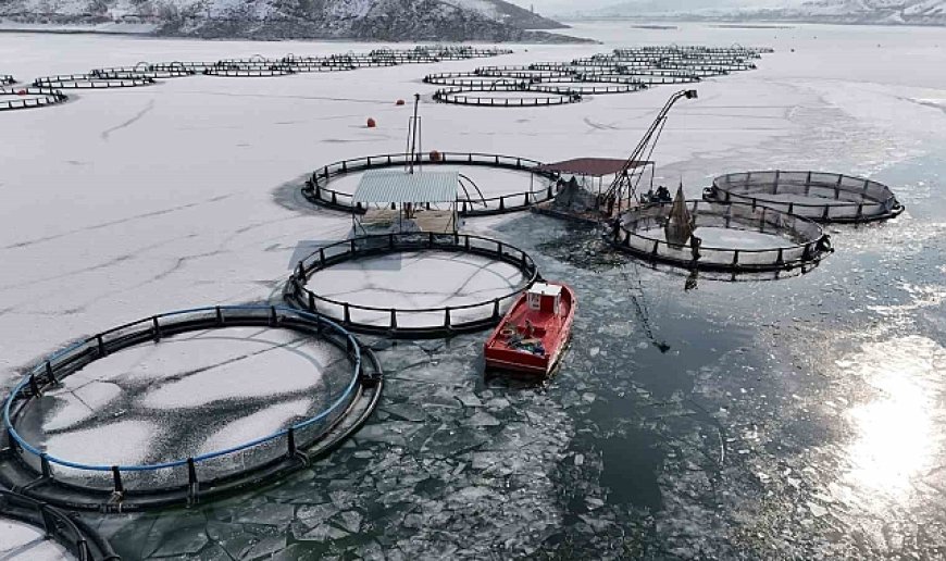 Antarktika değil Erzincan; Belgeselleri aratmayan görüntülerle buz tutan gölde balıkçılık serüveni