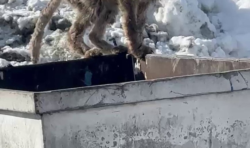 Aç kalan tilki çöp konteynerinde yiyecek aradı