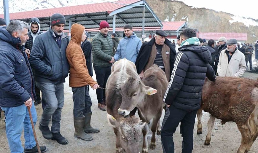 Oltu'daki hayvan pazarı yeniden açıldı