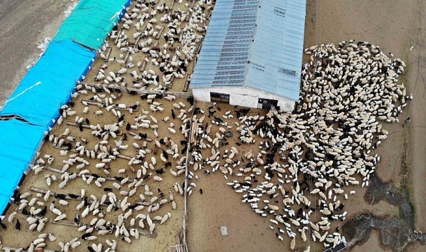 Askıya çıkarılan kuzu ve oğlak destekleme icmalleri 24 Ocak tarihine kadar askıda kalacak