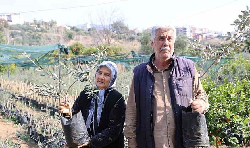 Dağdan topladıkları zeytin fidanlarını aşılayıp dayanıklı zeytin ağacı ortaya çıkardılar