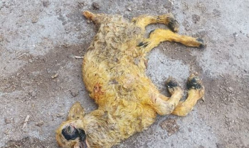 Üç kulaklı, tek gözlü ve ters ayaklı doğan kuzu görenleri hayrete düşürdü