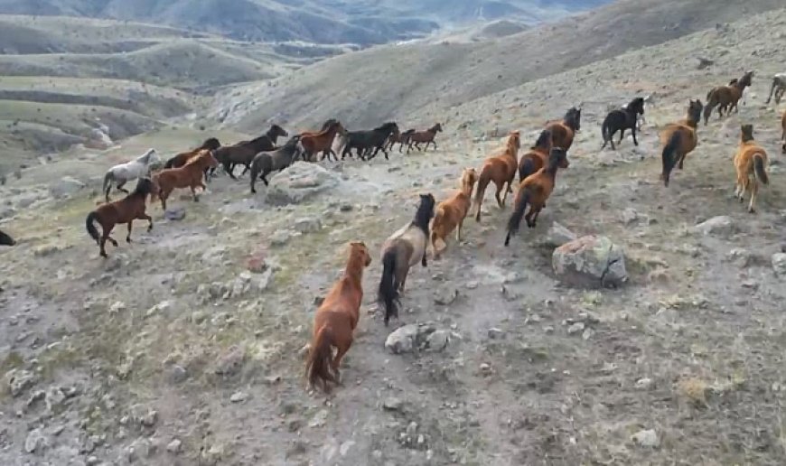 Soğuk havada yiyecek arayan yılkı atları köylere kadar indi