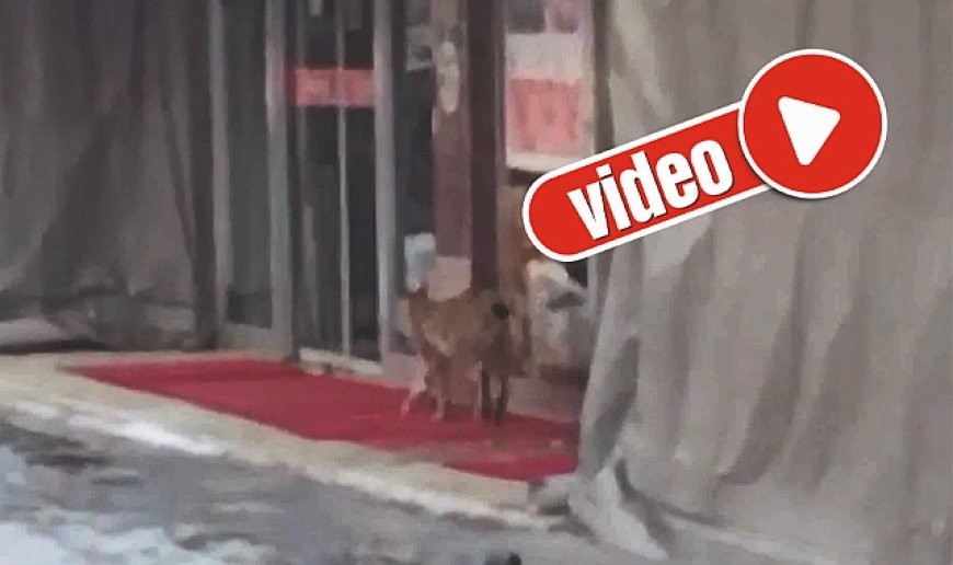 Bu kez şehir merkezinde görüldü