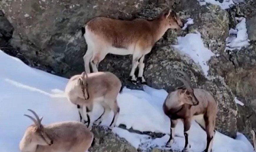 Erzincan'da dağ keçileri havadan görüntülendi