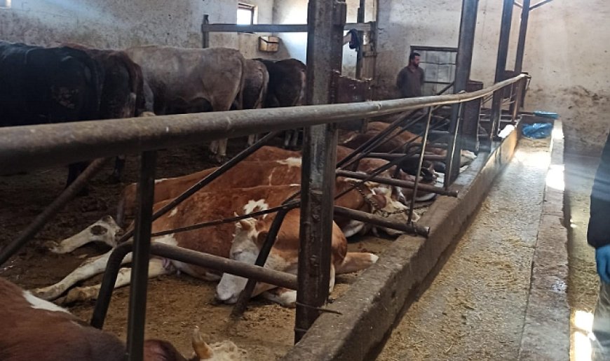 Elektrik kaçağı nedeniyle hayvanlar telef oldu