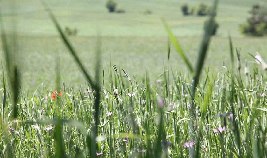 Çiftçilere "ÇKS ürün güncellemesi" hatırlatması