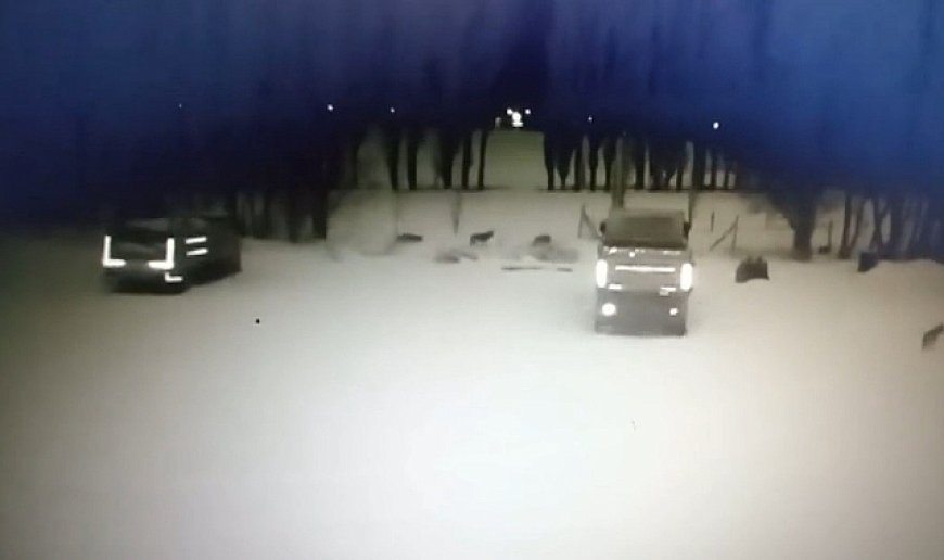 Arpalı'da kurt sürüsü köpeği telef etti