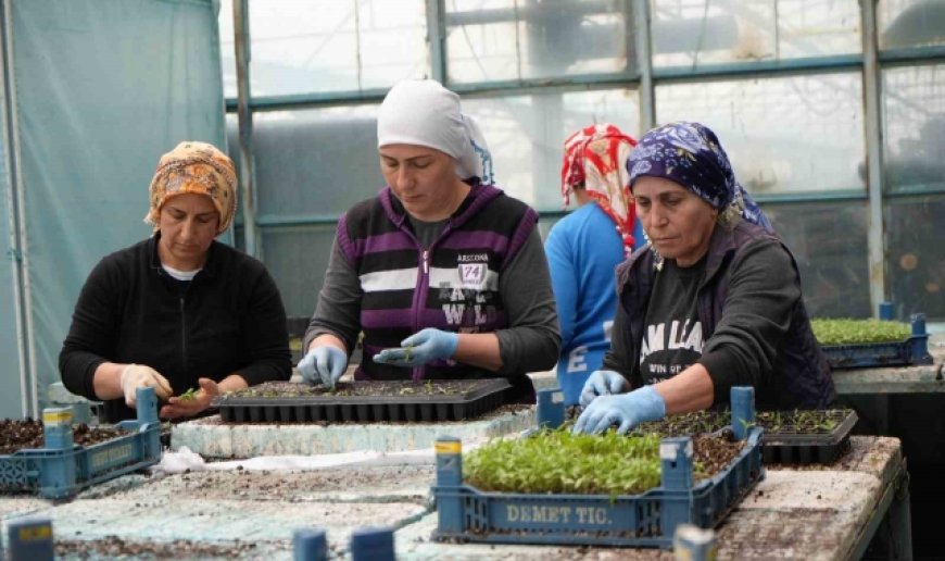 Milyonlarca sebze fidesi Erzincan seralarında büyüyor