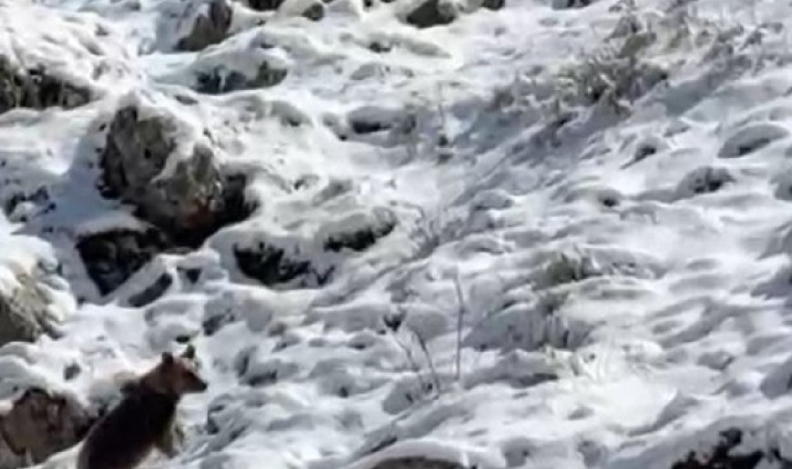 Yayla evlerini tahrip eden ayılardan biri kaçarken görüntülendi: Köpek sesi çıkararak ayının dikkatini çekmeye çalıştı