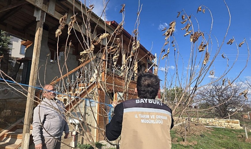 Meyve ağaçlarında hastalık kontrolleri yapıldı