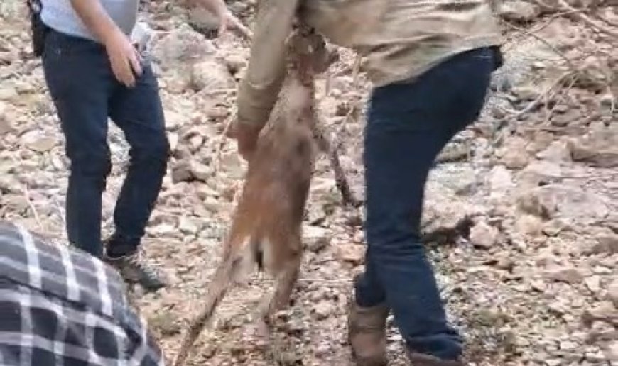 Kayalıklarda mahsur kalıp suya atlayan yavru dağ keçisi kurtarıldı