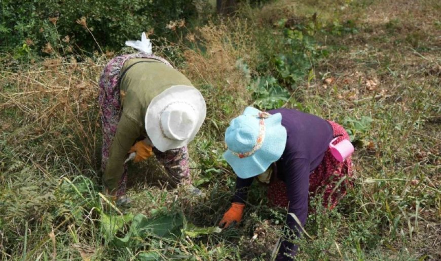 Erzincan'da patatesin toprakla buluşma yolculuğu başladı