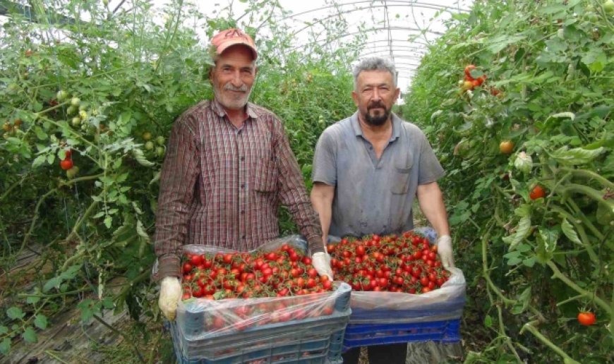 Örtü altı domateste hasatta sona yaklaşıldı