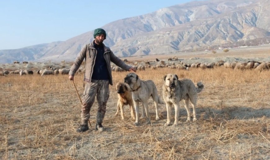 Erzincan'da 100 bin lira maaşla çoban bulamayan besici derdini Valiye anlattı