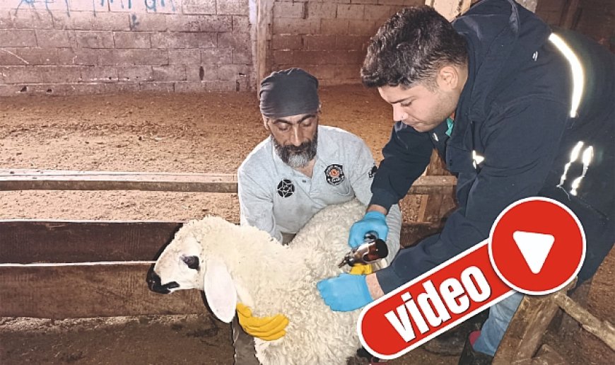 Aşı ve küpe çalışması tüm hızıyla sürüyor