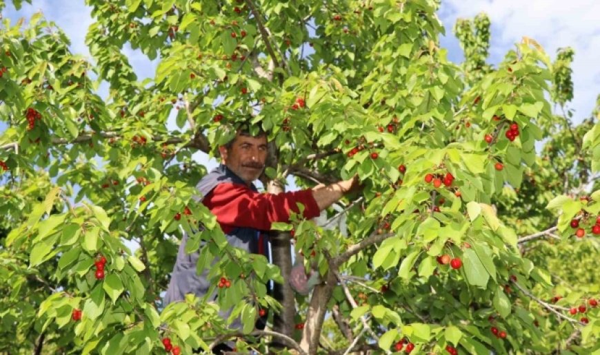 Misafir kirazında hasat vakti