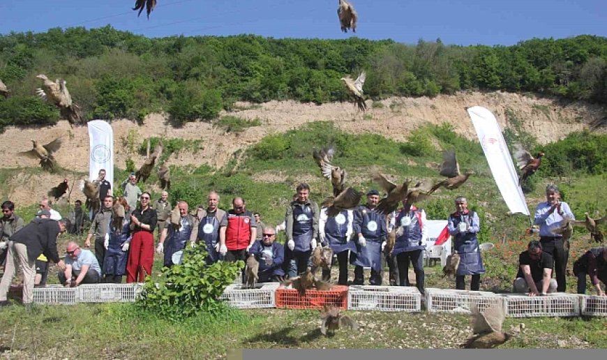 Ordu'da kokarcaya karşı sülün