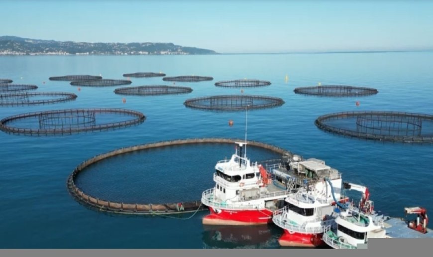 Doğu Karadeniz'de somon hasadı başladı