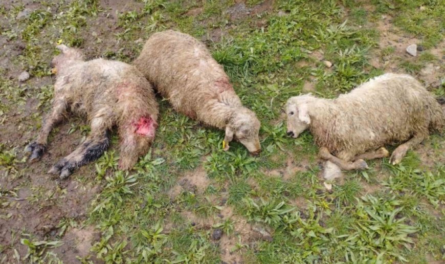 Erzincan'da ağıla giren kurtlar 15 kuzuyu telef etti, 15'ini yaraladı, 30'u ise kayboldu