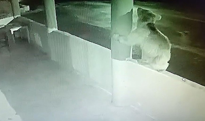 Yavru ayı balıkları yedikten sonra oyunlar oynadı
