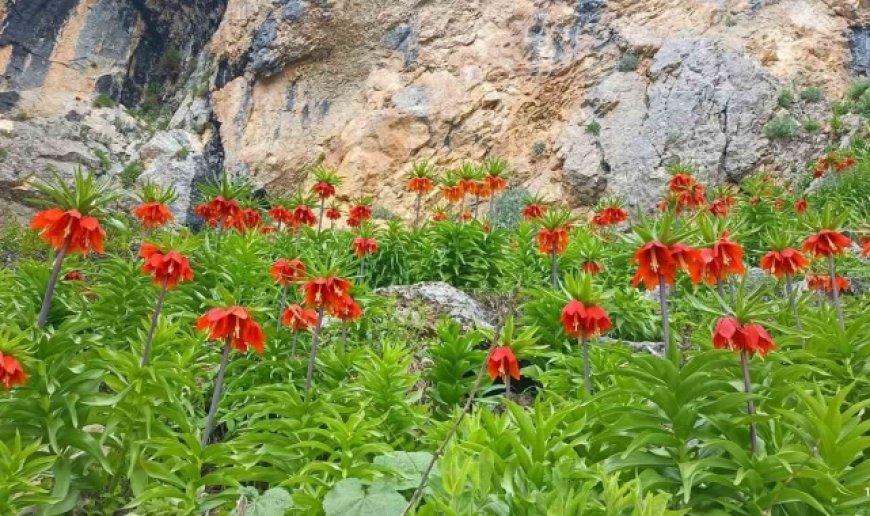 Yetkililer uyarıyor: Bu türe zarar vermenin cezası çok ağır