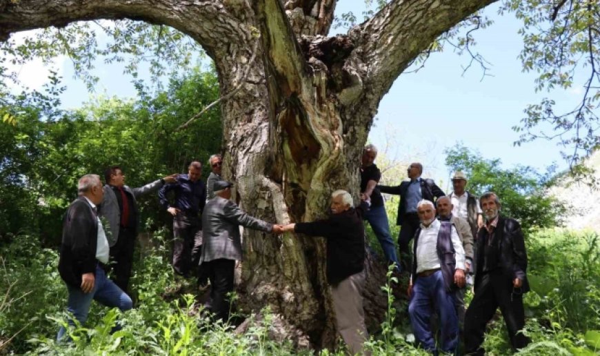 Erzurum'da en az 300 yıllık ceviz ağacı dimdik ayakta