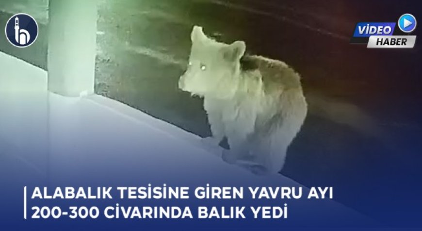 Bayburt'ta Alabalık Tesisine Giren Yavru Ayı 200-300 Civarında Balık Yedi!
