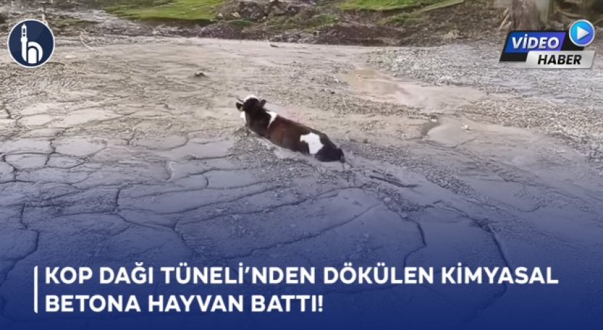 Kop Dağı Tüneli’nden Dökülen Kimyasal Betona Hayvan Battı!