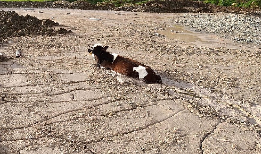Kurbanlık düve, beton yığınına saplandı!