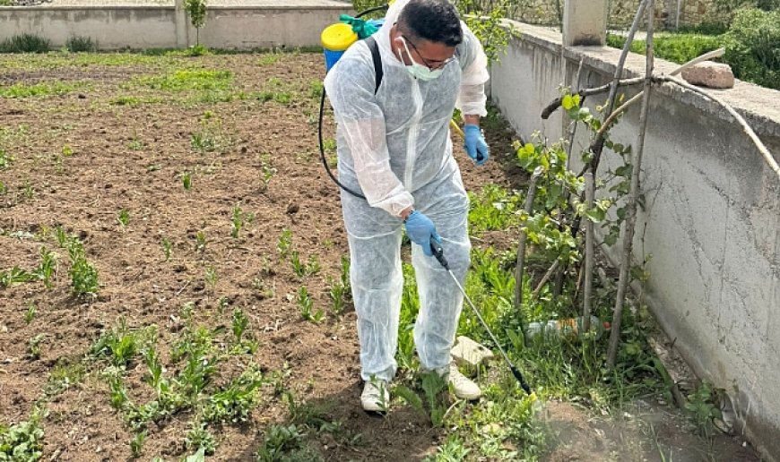 Aydıntepe'de yabancı ot mücadelesi başlatıldı