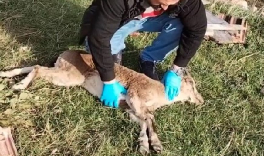 Gümüşhane'de baygın bulunan yaban keçisi kalp masajıyla hayata döndürüldü