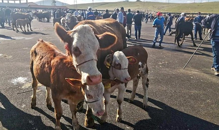 14 köy ve 4 mahalle şap hastalığı nedeniyle karantinada!