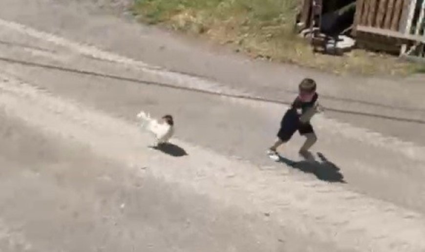 Küçük çocuğun horozla imtihanı: Horoz kovaladı minik Ömer Arda kaçtı