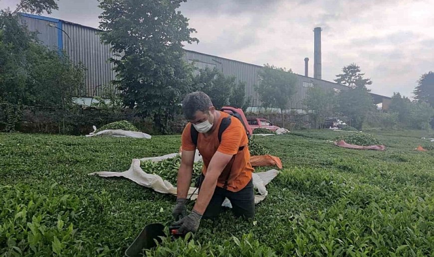 Çay fabrikasının bacasından çıkan kömür tozları çay bahçelerine yağıyor