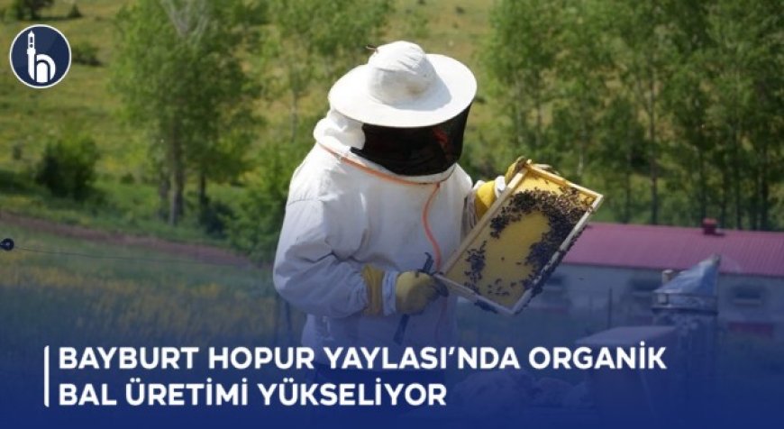 Bayburt Hopur Yaylası’nda Organik Bal Üretimi Yükseliyor