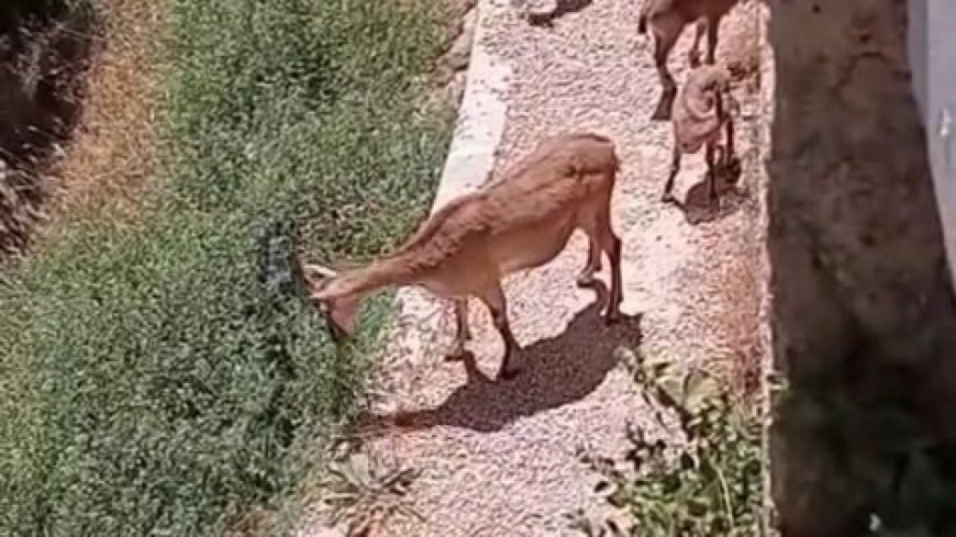 Elazığ’da anne ve yavru dağ keçileri yiyecek ararken görüntülendi