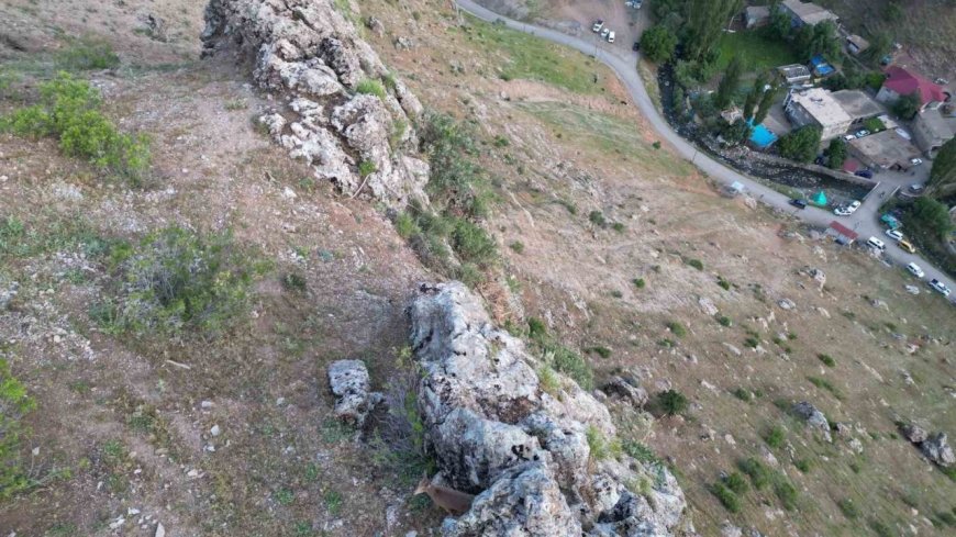Dağ keçileri köye indi