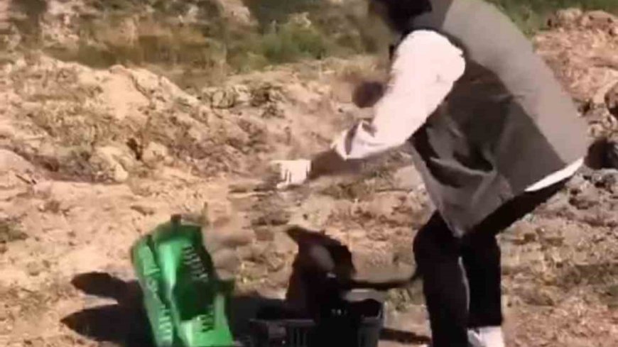 Kızıl şahin tekrar doğaya kavuştu