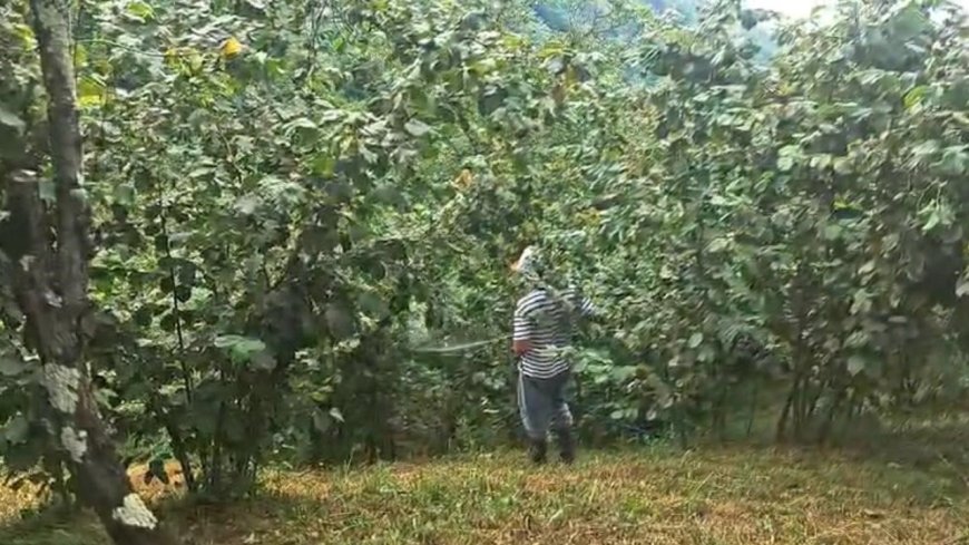 ‘Drakula’ bahçeleri kuruttu, 4 bin 100 dekar alandaki fındık ağaçları söküldü