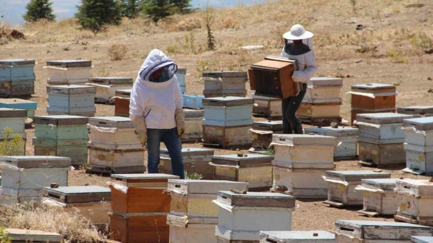 Erzincanlı arıcıların "tatlı" hasat telaşı başladı