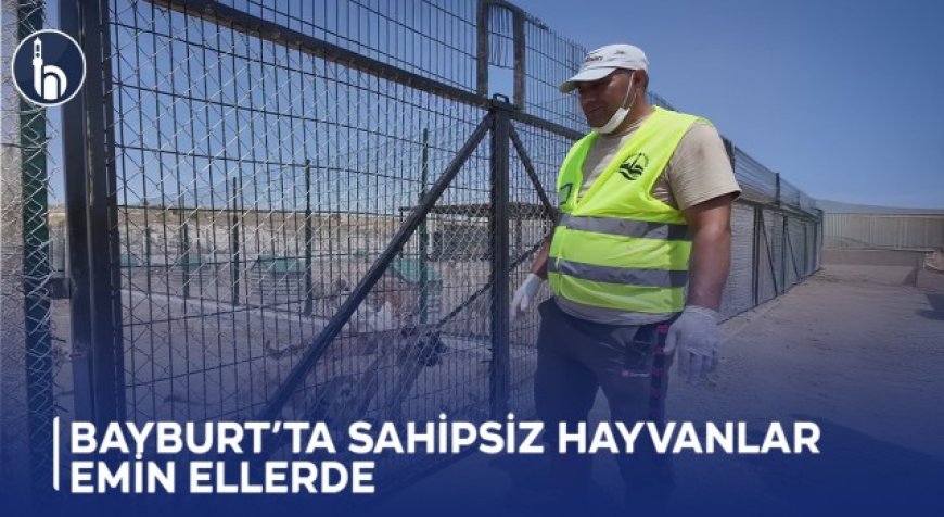 Bayburt’ta Sahipsiz Hayvanlar Emin Ellerde
